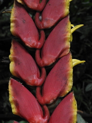 Heliconia abaloi