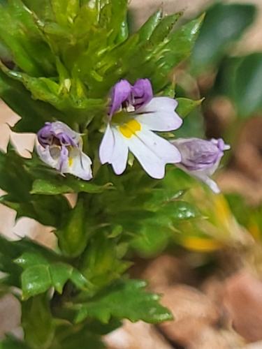 Image of Euphrasia salisburgensis by (c) Jacek Pietruszewski, some rights reserved (CC BY)