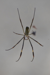 Trichonephila clavipes