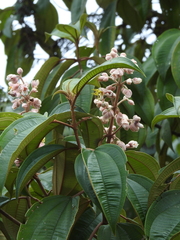 Miconia dodecandra