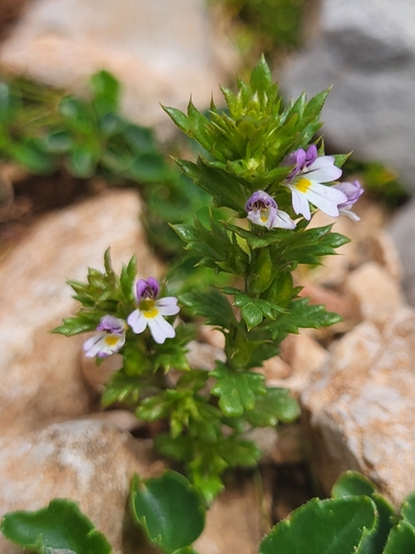 Image of Euphrasia salisburgensis by (c) Jacek Pietruszewski, some rights reserved (CC BY)