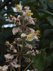 Miconia dodecandra