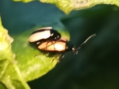 Phyllotreta armoraciae