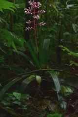 Guzmania alborosea