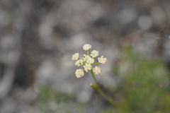 Seseli hippomarathrum