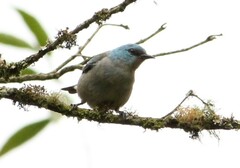 Dacnis nigripes