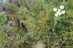 Seseli hippomarathrum