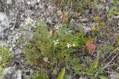 Seseli hippomarathrum