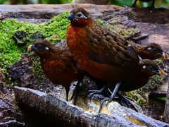 Odontophorus hyperythrus