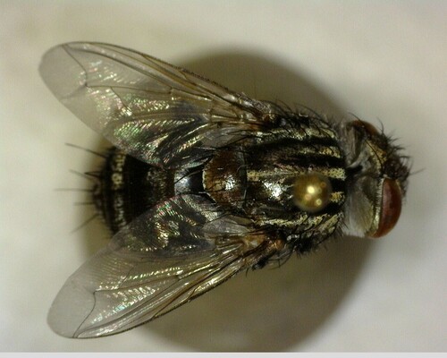 iNaturalist observation photo of Exoristinae