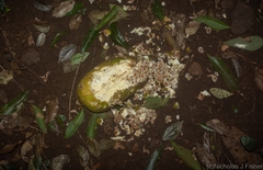 Trichosanthes subvelutina