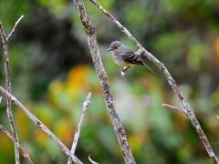 Knipolegus poecilurus