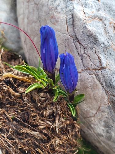 Image of Gentiana froelichii by (c) Jacek Pietruszewski, some rights reserved (CC BY)
