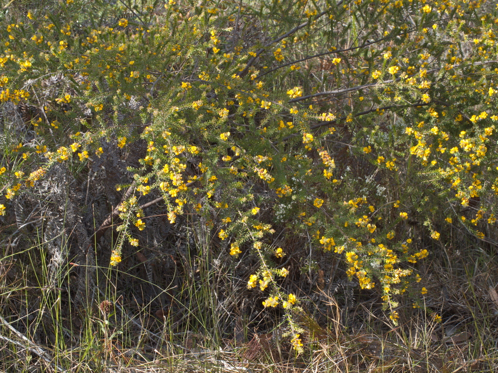 Hairy Bush Pea From Tin Can Bay Qld Australia On August At Pm By Lorraine