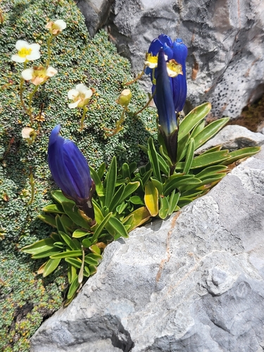 Image of Gentiana froelichii by (c) Jacek Pietruszewski, some rights reserved (CC BY)