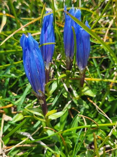 Image of Gentiana froelichii by (c) Jacek Pietruszewski, some rights reserved (CC BY)