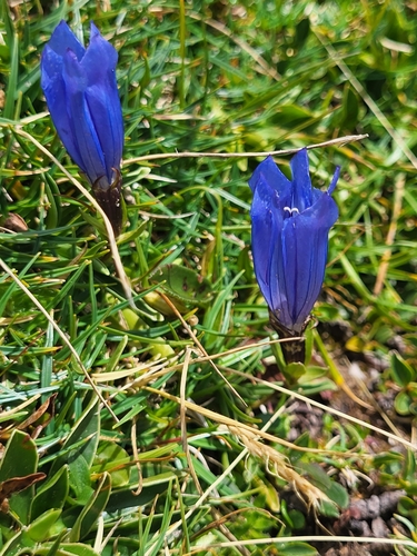 Image of Gentiana froelichii by (c) Jacek Pietruszewski, some rights reserved (CC BY)