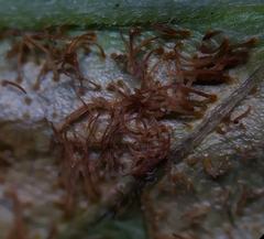 Cronartium flaccidum