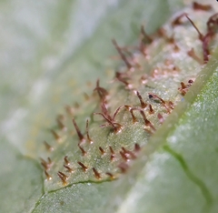 Cronartium flaccidum