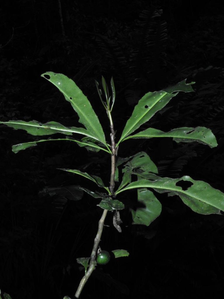 Clavija minor