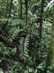 Zamia huilensis