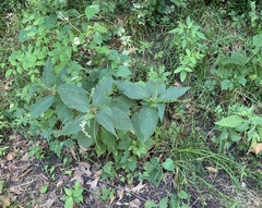 Persicaria virginiana