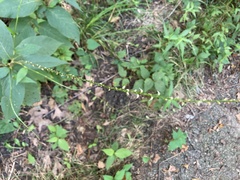 Persicaria virginiana