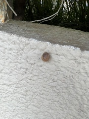 Gastropoda