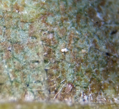 Erysiphe corylacearum