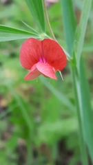 Lathyrus sphaericus