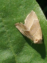 Plagiomimicus spumosum