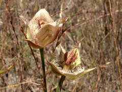 Calochortus tiburonensis