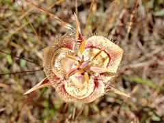 Calochortus tiburonensis