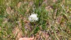 Allium leucocephalum