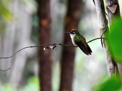 Anthocephala berlepschi