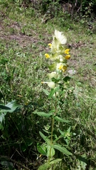 Rhinanthus alectorolophus
