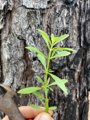 Mecardonia acuminata