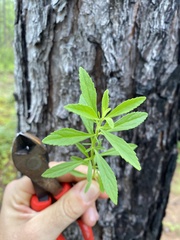 Mecardonia acuminata