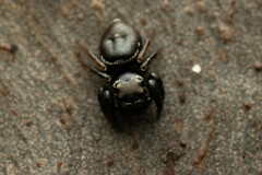Zenodorus orbiculatus
