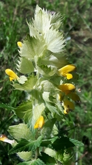 Rhinanthus alectorolophus
