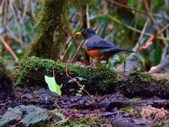 Turdus fulviventris