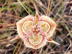 Calochortus tiburonensis