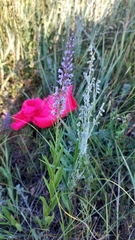 Veronica linariifolia