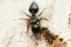 Crematogaster laeviceps