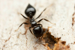 Crematogaster laeviceps