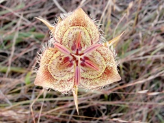 Calochortus tiburonensis