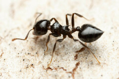 Crematogaster laeviceps