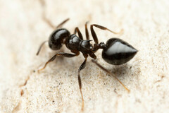 Crematogaster laeviceps