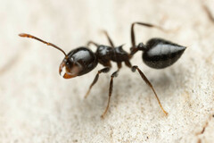 Crematogaster laeviceps