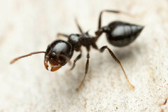 Crematogaster laeviceps